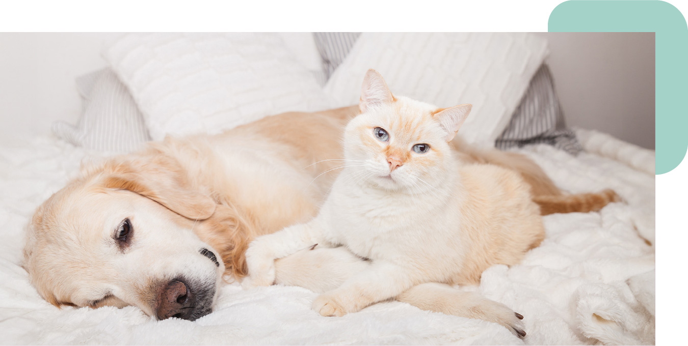 Kremowy pies i dog leżące na białym kocu i poduszkach